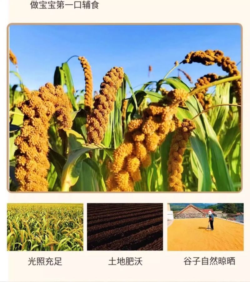山东章丘龙山小米