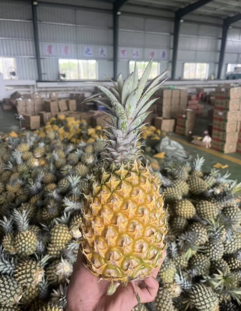 广西菠萝产地直销批发零售对接电商平台市场商超量大从优