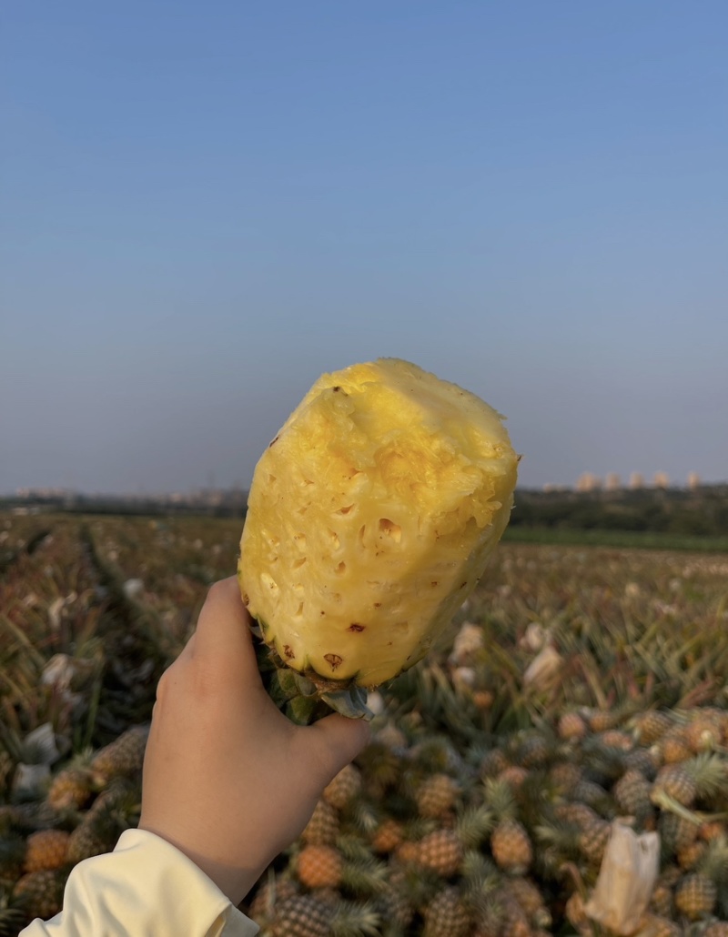 广西菠萝产地直销批发零售对接电商平台市场商超量大从优