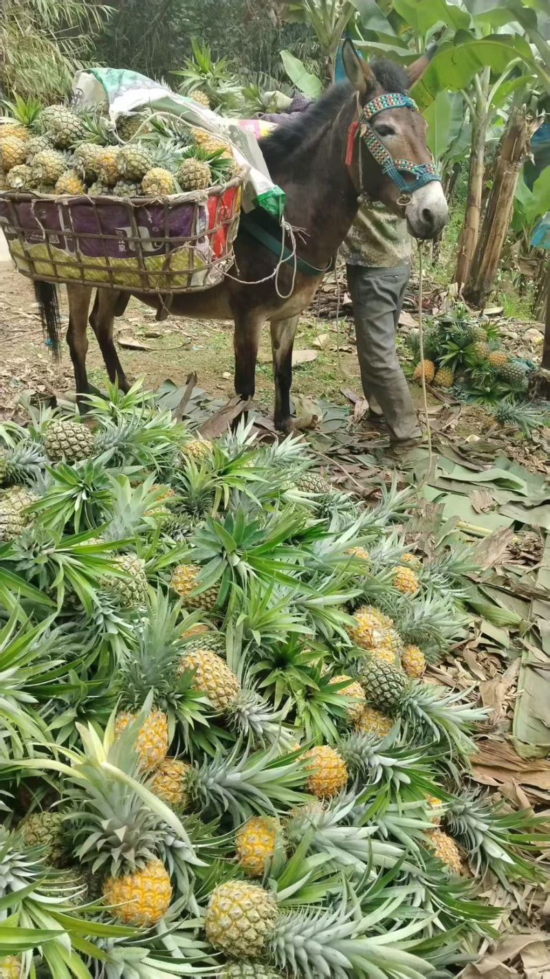 广西菠萝产地直销批发零售对接电商平台市场商超量大从优