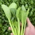 山东曹县菜心大量上市接全国客商，菜苔菜芯对接商超市场团购
