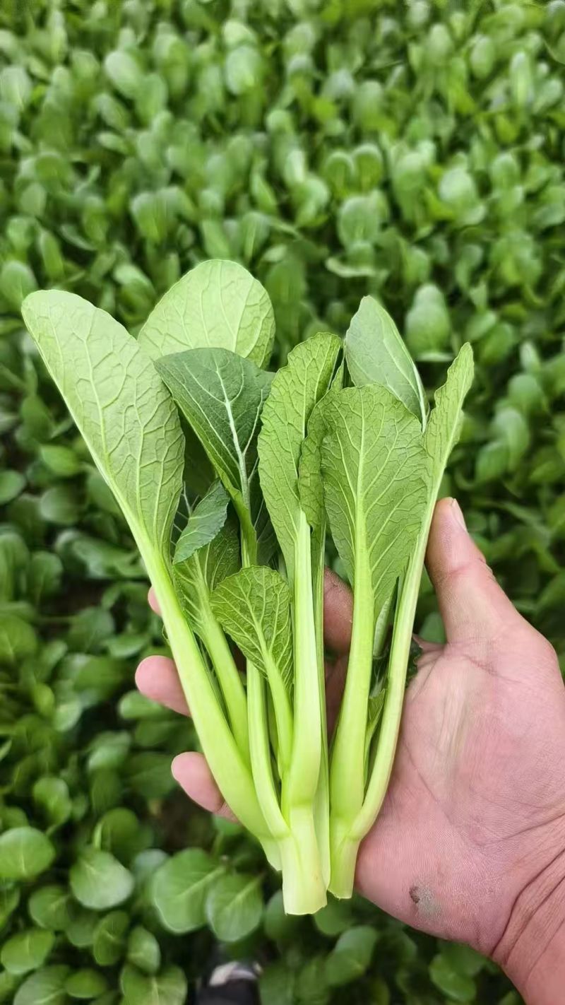山东曹县菜心大量上市接全国客商，菜苔菜芯对接商超市场团购