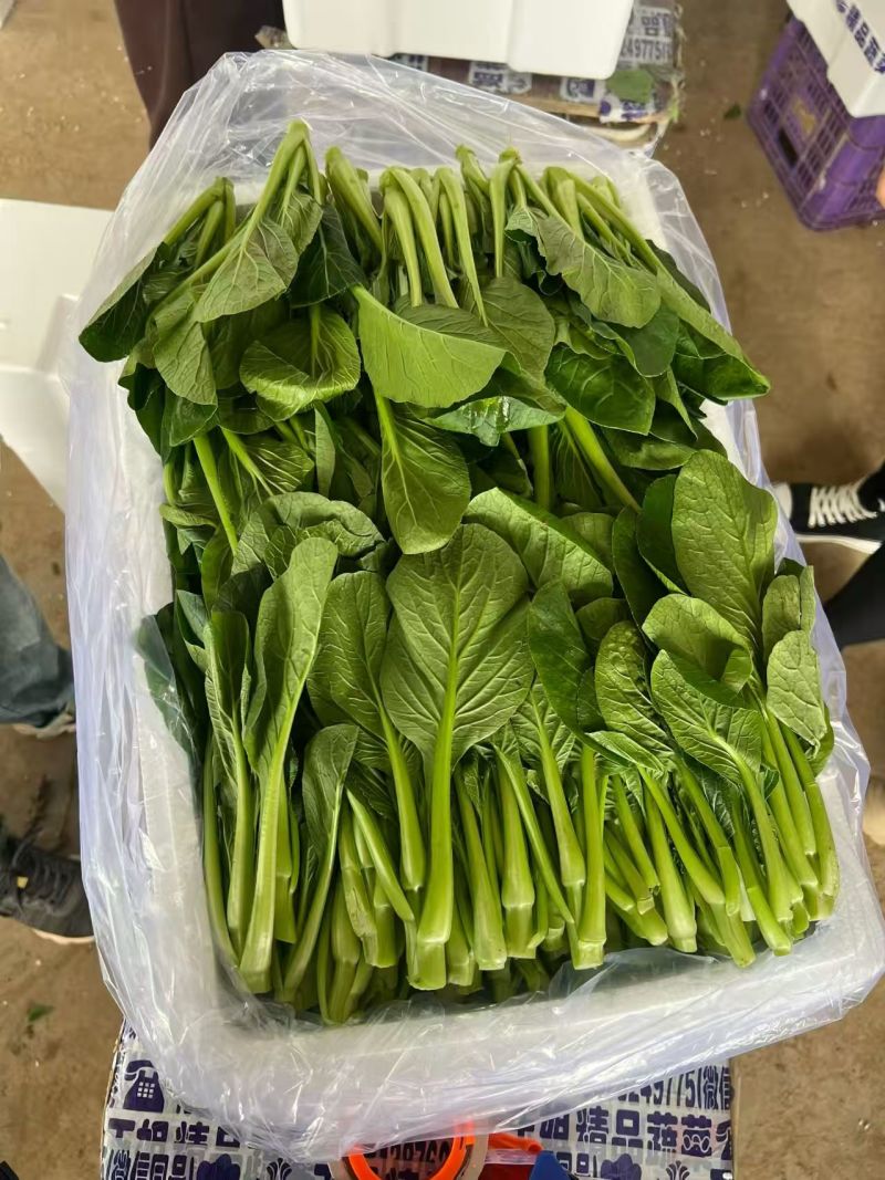 山东曹县菜心大量上市接全国客商，菜苔菜芯对接商超市场团购