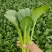 山东曹县菜心大量上市接全国客商，菜苔菜芯对接商超市场团购