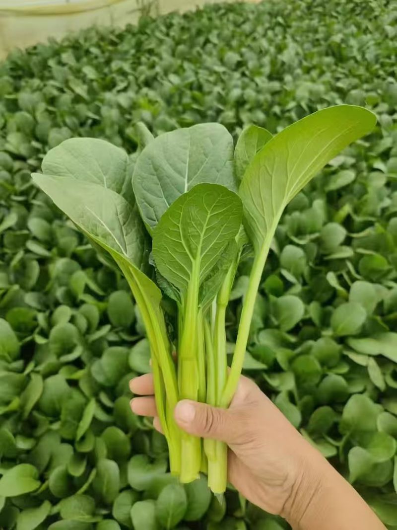 山东曹县菜心大量上市接全国客商，菜苔菜芯对接商超市场团购
