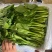 山东曹县菜心大量上市接全国客商，菜苔菜芯对接商超市场团购