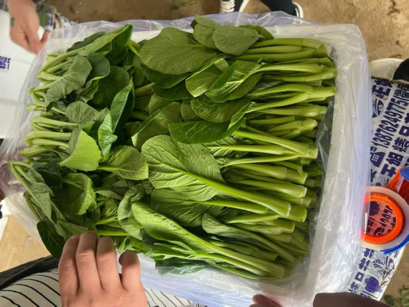 山东曹县菜心大量上市接全国客商，菜苔菜芯对接商超市场团购