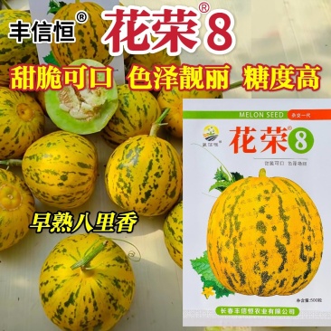 丰信恒花荣8号大果甜瓜种色泽靓丽脆甜可口高产抗病商品性好