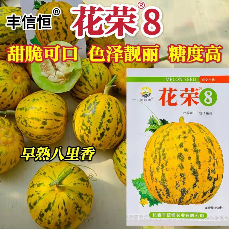 丰信恒花荣8号大果甜瓜种色泽靓丽脆甜可口高产抗病商品性好