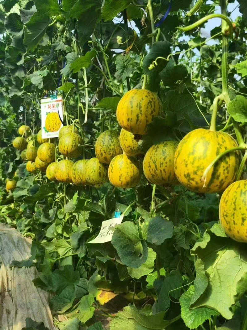 丰信恒花荣8号大果甜瓜种色泽靓丽脆甜可口高产抗病商品性好