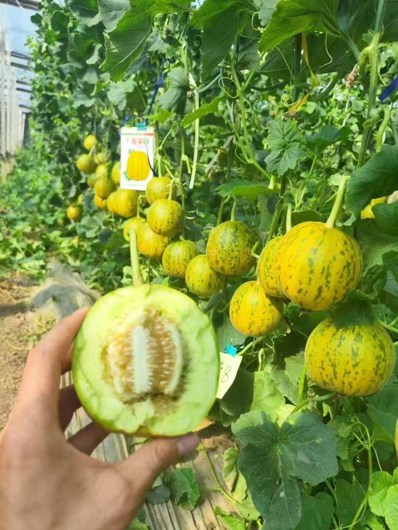 丰信恒花荣8号大果甜瓜种色泽靓丽脆甜可口高产抗病商品性好