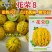丰信恒花荣8号大果甜瓜种色泽靓丽脆甜可口高产抗病商品性好
