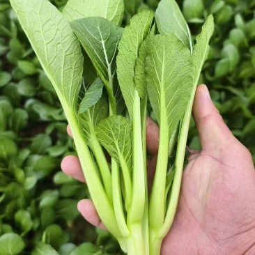 山东曹县菜心大量上市接全国客商，菜苔菜芯对接商超市场团购