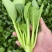 山东曹县菜心大量上市接全国客商，菜苔菜芯对接商超市场团购
