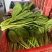 山东曹县菜心大量上市接全国客商，菜苔菜芯对接商超市场团购