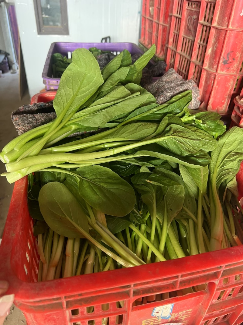 山东曹县菜心大量上市接全国客商，菜苔菜芯对接商超市场团购