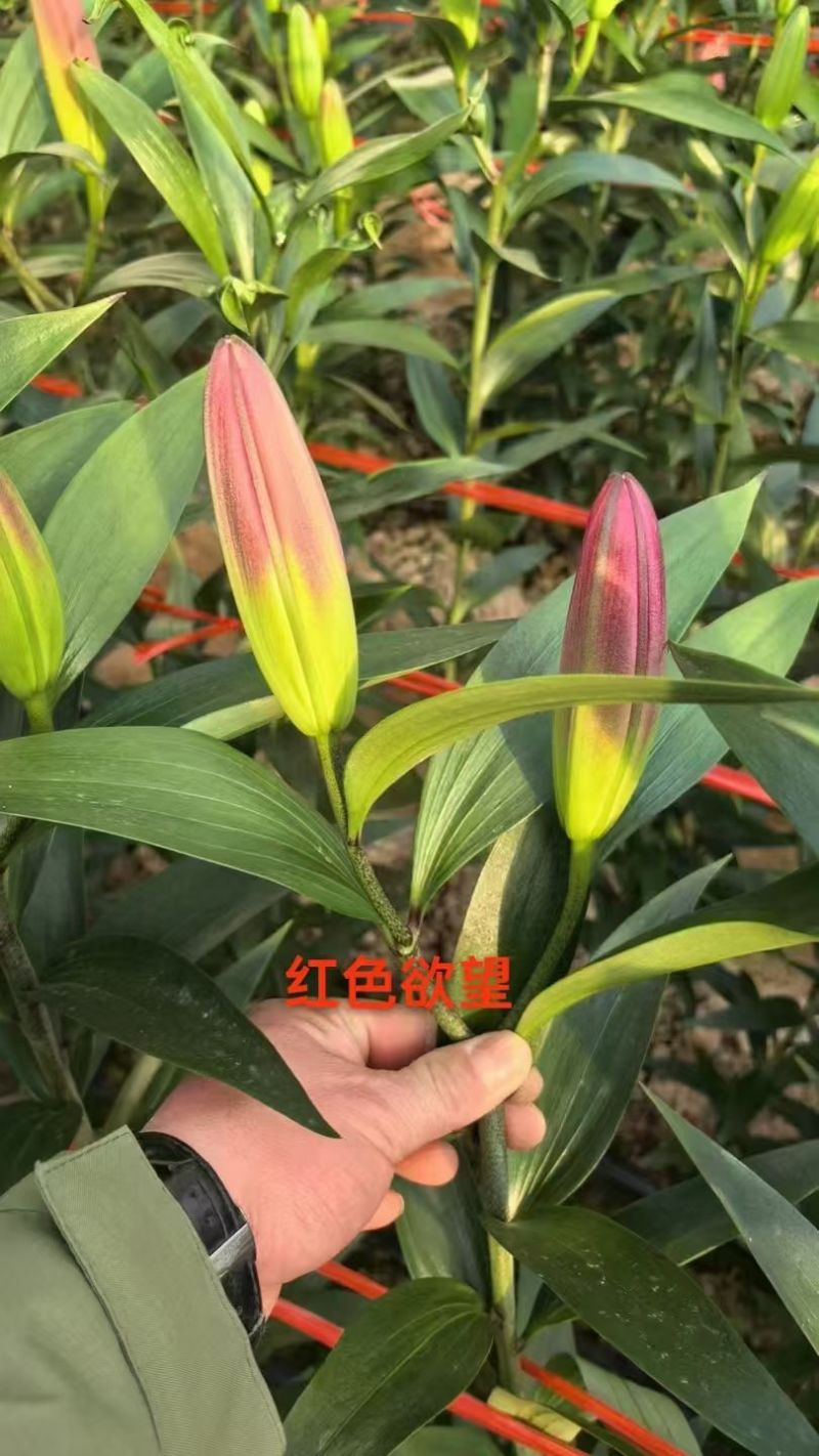 鲜花小镇玖源花卉