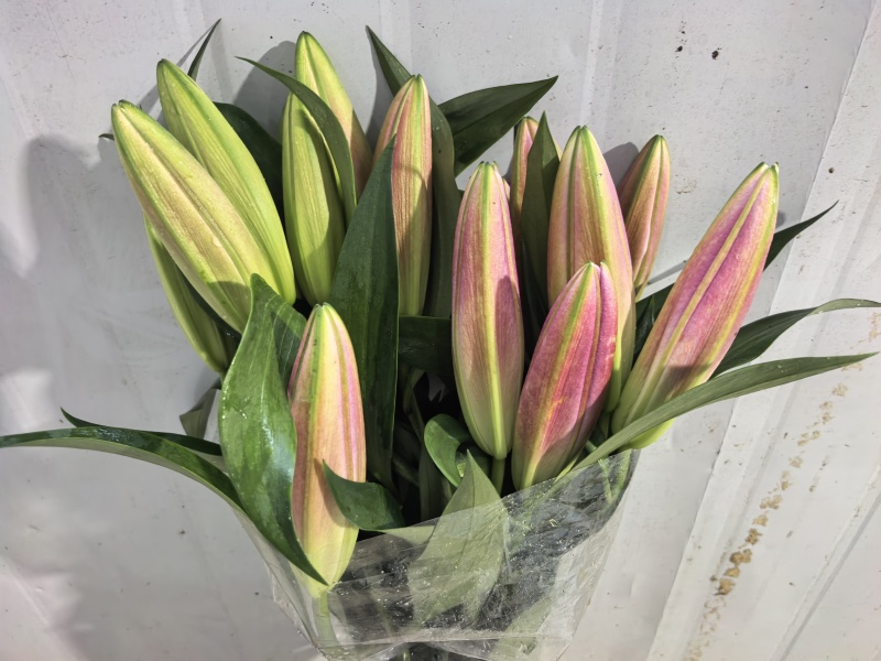 鲜花小镇玖源花卉