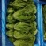 云南精品大利生菜油麦黄白
