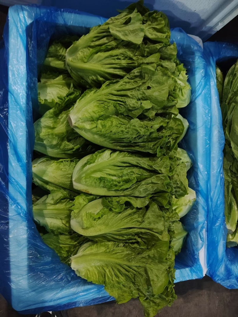 云南精品大利生菜油麦黄白