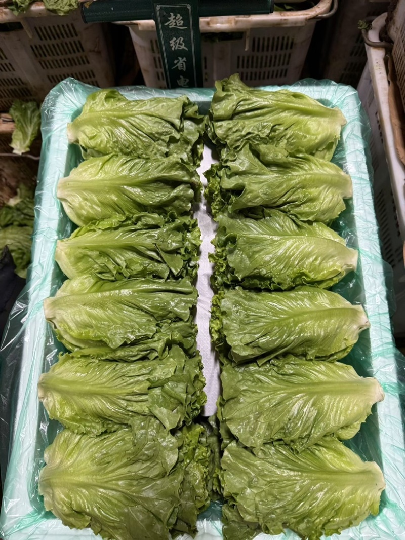云南精品大利生菜油麦黄白