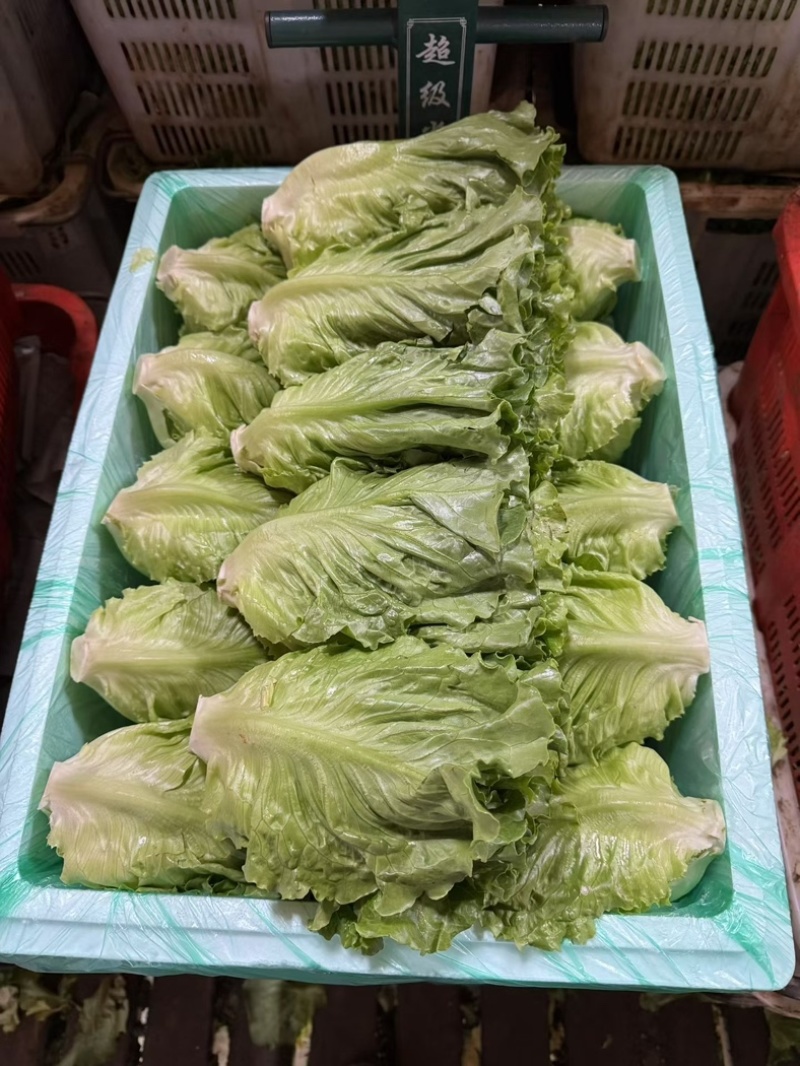 云南精品大利生菜油麦黄白