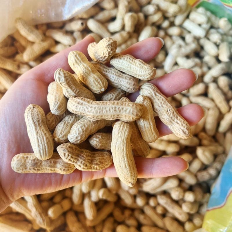 华一红109四粒红花生种子抗旱红皮花生种子高产早熟