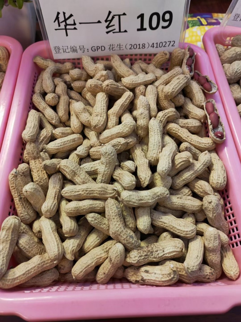 华一红109四粒红花生种子抗旱红皮花生种子高产早熟