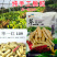 华一红109四粒红花生种子抗旱红皮花生种子高产早熟