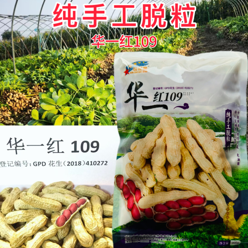 华一红109四粒红花生种子抗旱红皮花生种子高产早熟