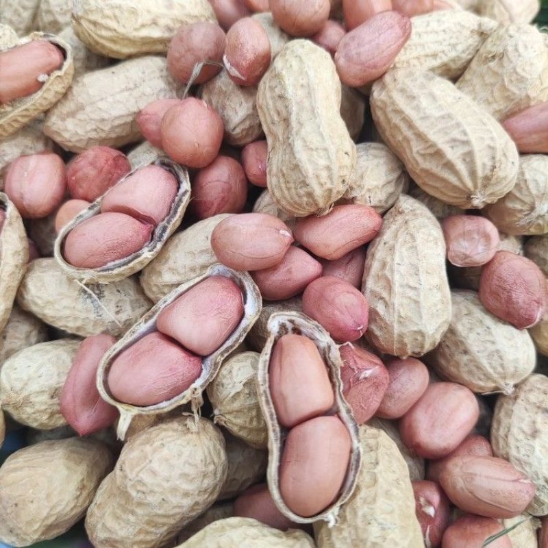 华一罗汉花生种子优质饱满出油率高外形胖似罗汉高产抗病农家