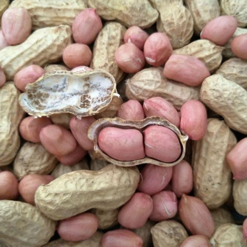 华一罗汉花生种子优质饱满出油率高外形胖似罗汉高产抗病农家