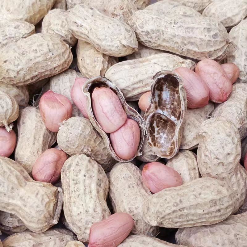 华一罗汉花生种子优质饱满出油率高外形胖似罗汉高产抗病农家