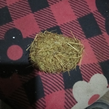自家猪的猪宝，只有1个昨天出的***********