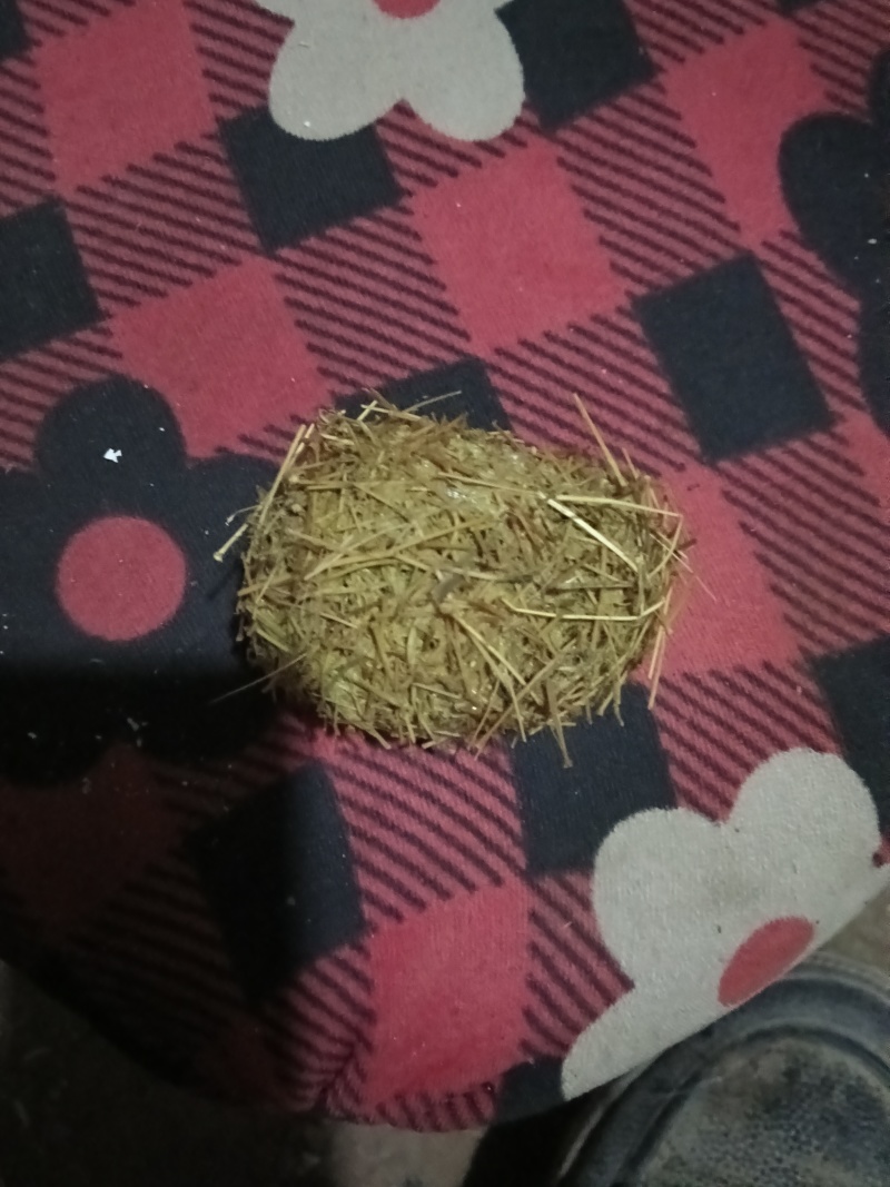 自家猪的猪宝，只有1个昨天出的***********