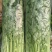 内蒙赤峰白菜叶，芹菜，工人精挑细选，畅销各大市场，需要的