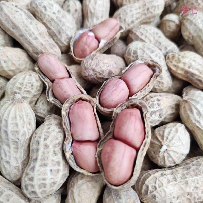 信花4号花生种子榨油花生直立双仁率高耐旱抗病南北方春夏播