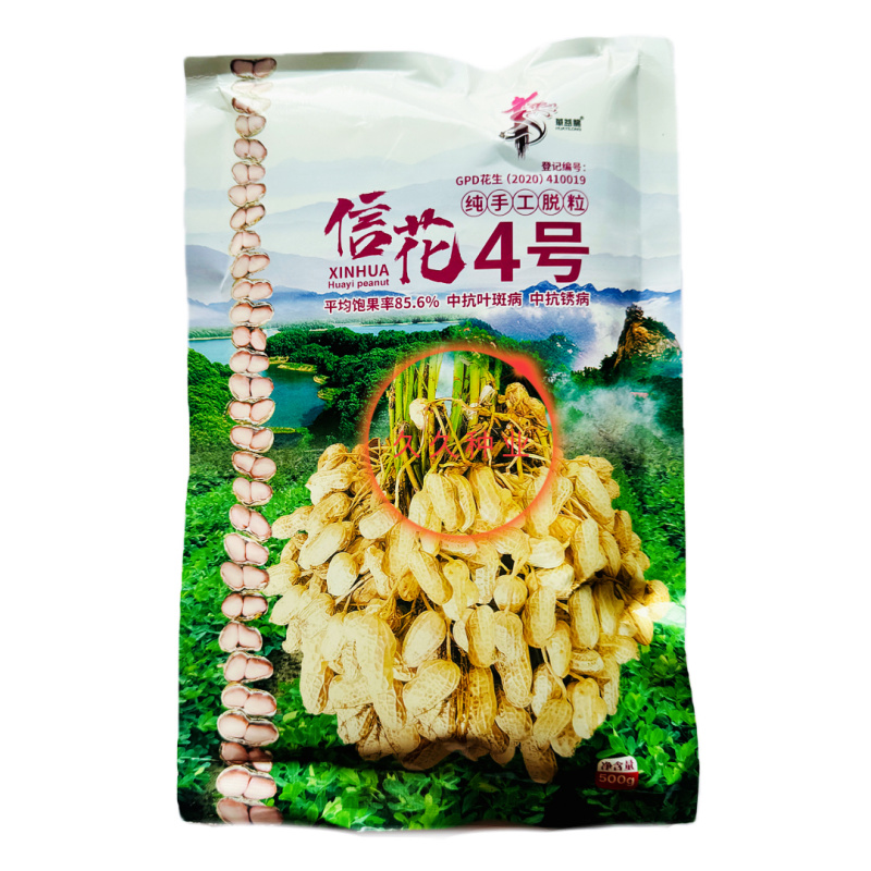 信花4号花生种子榨油花生直立双仁率高耐旱抗病南北方春夏播