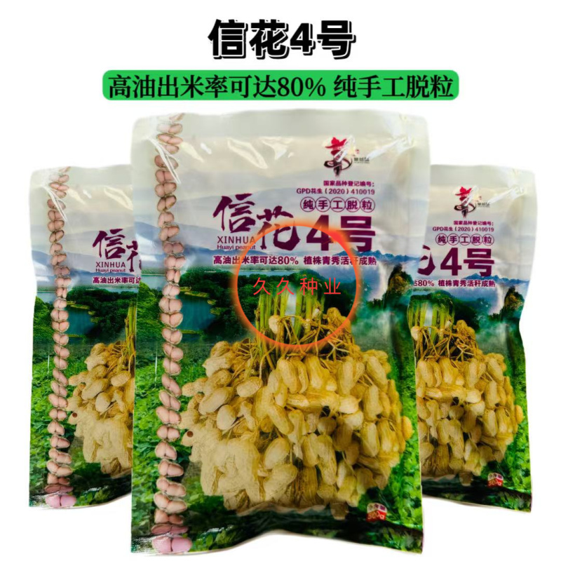 信花4号花生种子榨油花生直立双仁率高耐旱抗病南北方春夏播