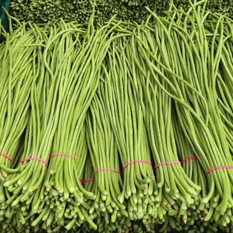 糯糯甜长豇豆种子翠绿色脆甜长豆角种籽高产抗病小叶顺直