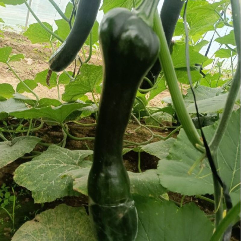 黑皮南瓜王南瓜种子长吊瓜种籽黑长南瓜黑蜜干面甜粉糯
