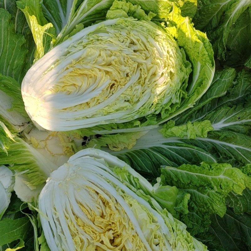 春玉福白菜种子中熟高产黄芯白菜耐抽苔抗病性好炮弹形口感好