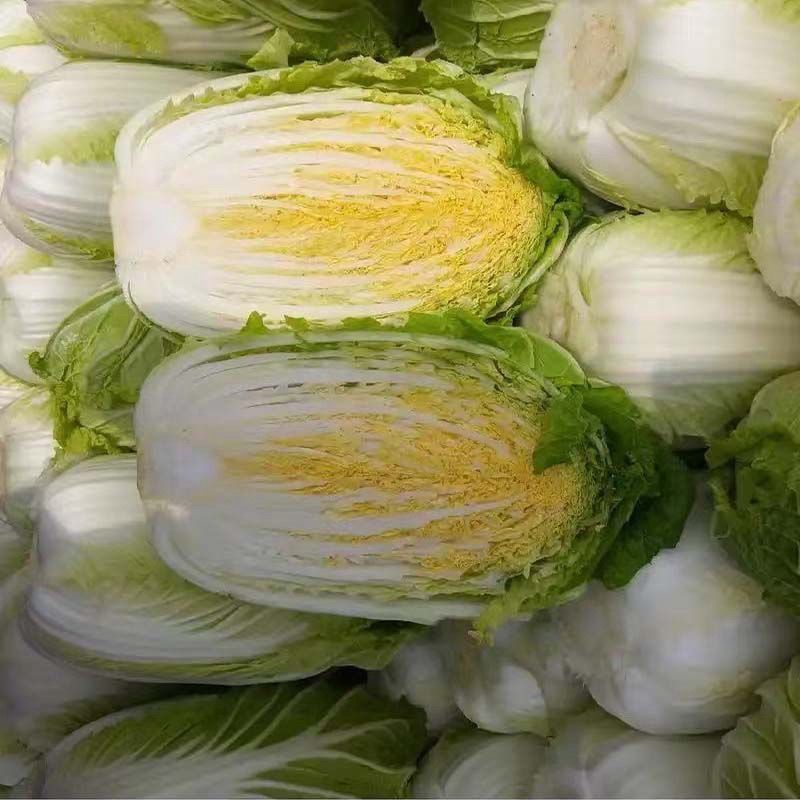 春玉福白菜种子中熟高产黄芯白菜耐抽苔抗病性好炮弹形口感好