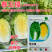 春玉福白菜种子中熟高产黄芯白菜耐抽苔抗病性好炮弹形口感好