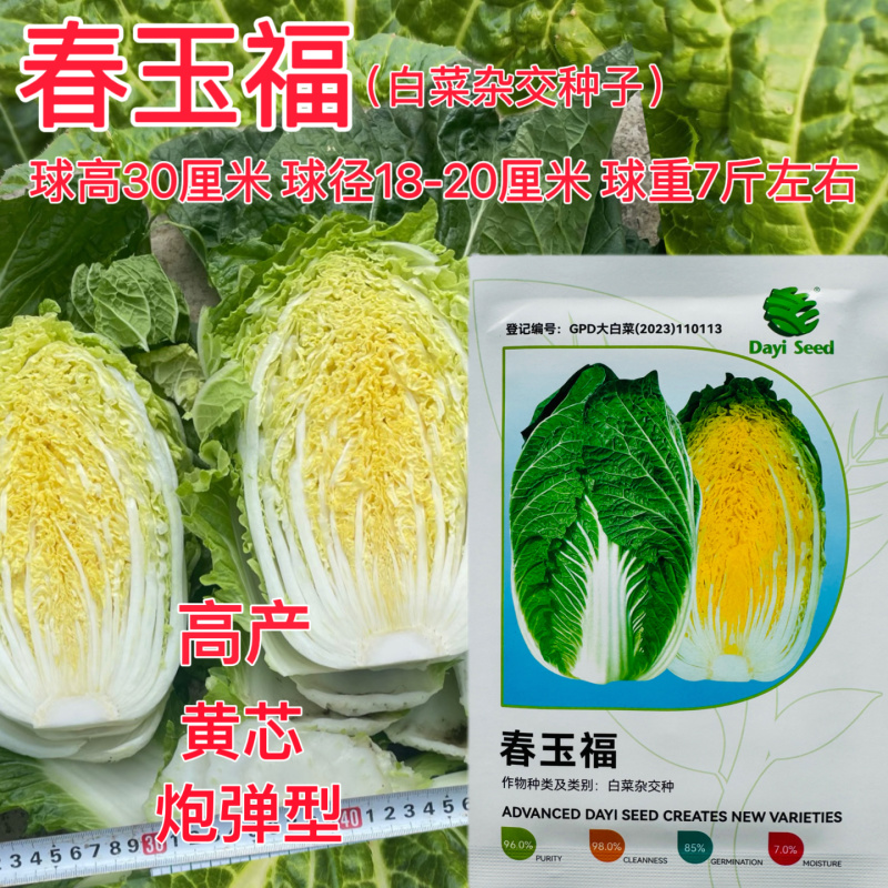 春玉福白菜种子中熟高产黄芯白菜耐抽苔抗病性好炮弹形口感好