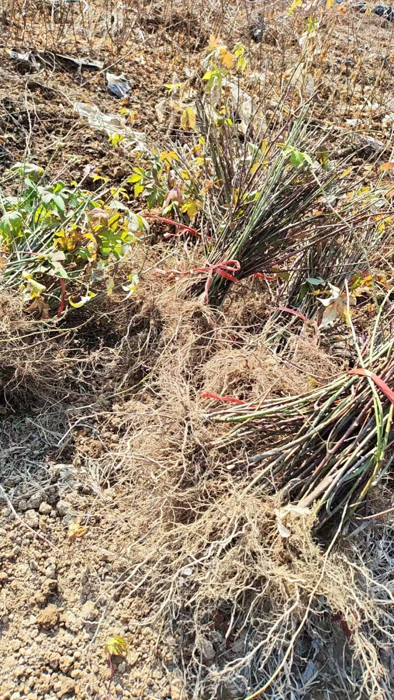 果大产量高药食同源七叶覆盆子苗