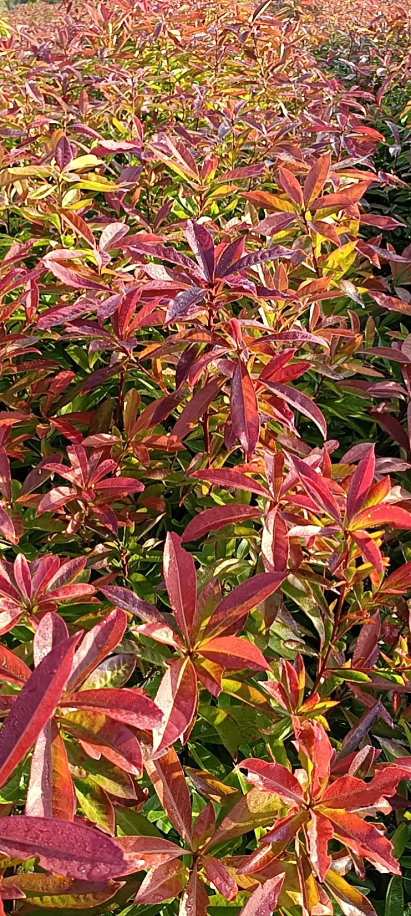 大量供应一年生木荷杯苗地苗