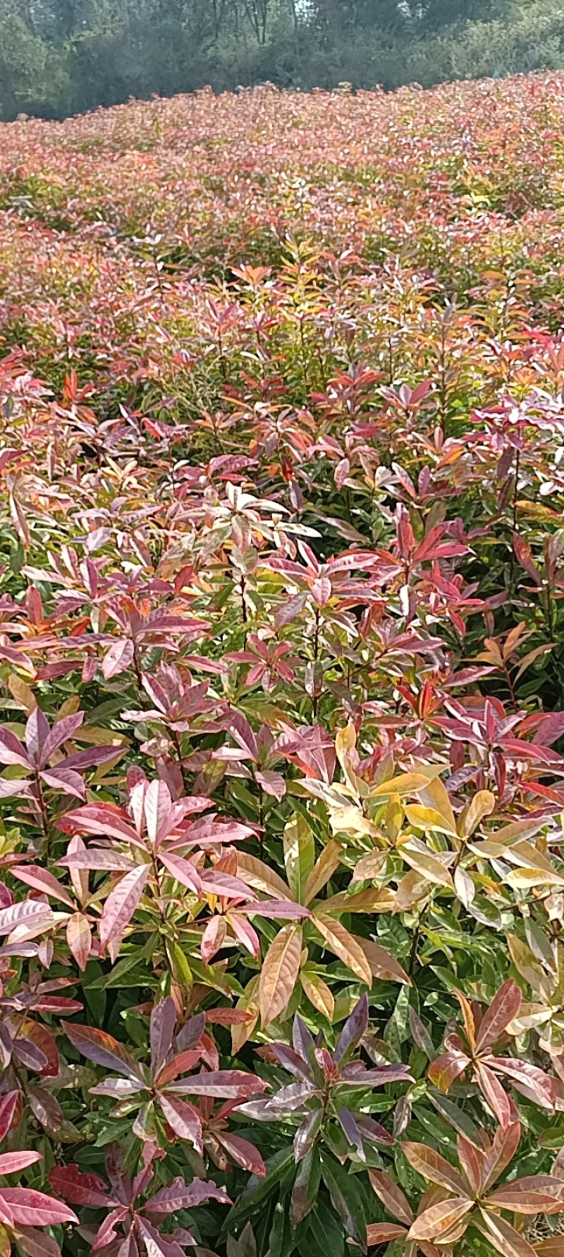 大量供应一年生木荷杯苗地苗