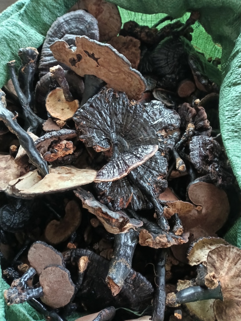 贵州深山野生黑林芝