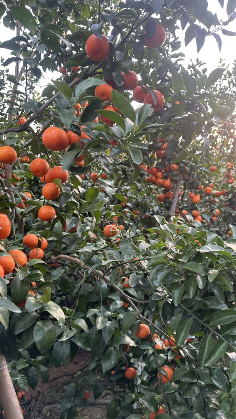 广西正宗砂糖橘皮薄多汁纯甜当季水果